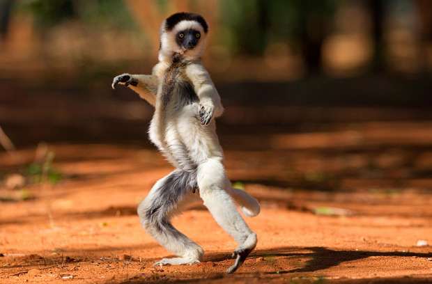 tanets-lemur-1.jpg