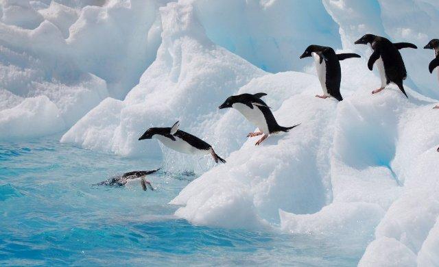 penguins-dive.jpg