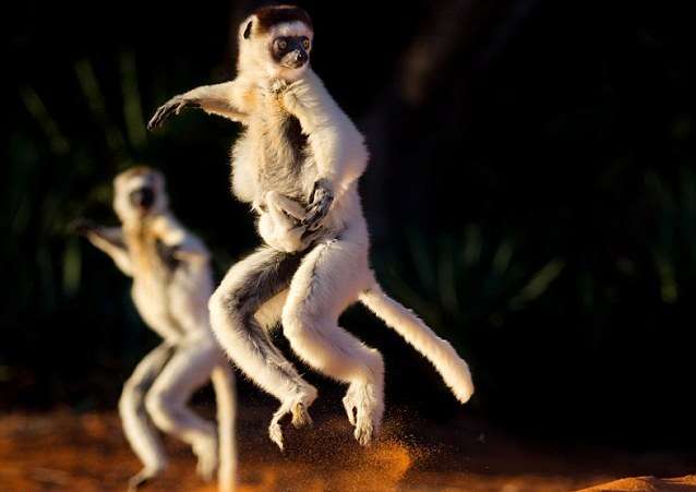 tanets-lemur-3.jpg