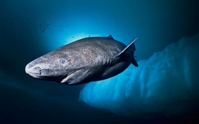 Рыбы-убийцы ( фото, видео). В Скандинавии появилась рыба, питающаяся мужскими яичками A8bb47e59193283b806e4872cdb0936b