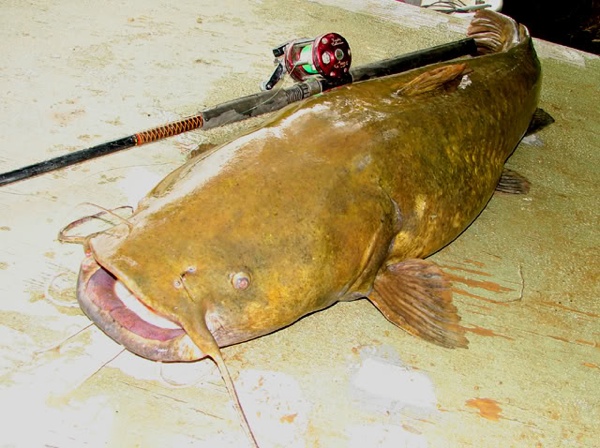 Рыбы-убийцы ( фото, видео). В Скандинавии появилась рыба, питающаяся мужскими яичками E75a022d25d18ab7e7ed6523cc287d52
