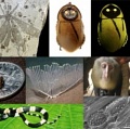 10 удивительных новых видов животных и растений 2013