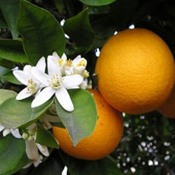 Как размножить лимон и мандарин. Черенкование и прививка