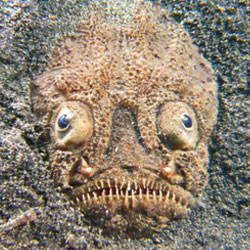 Страшные морские чудовища (60 фото) ⚡ биржевые-записки.рф