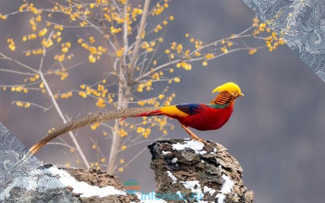 Фазан золотистый фото птицы