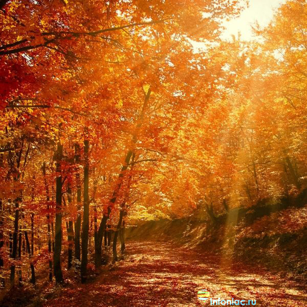 Картинки про осень: распечатать или скачать бесплатно | sunnyhair.ru