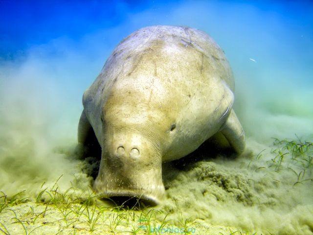 какое животное не водится в австралии