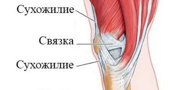 Мышцы на коленном суставе фото