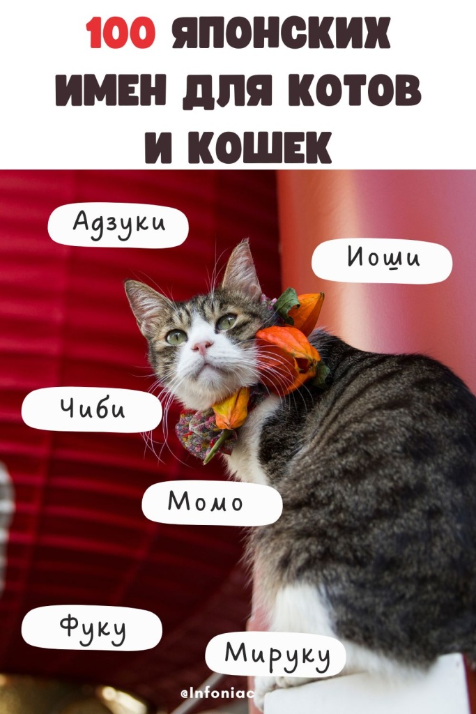 Имена для серых котят