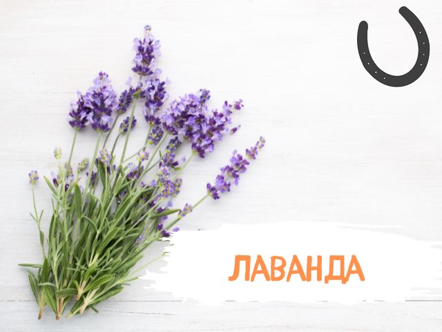 лаванда