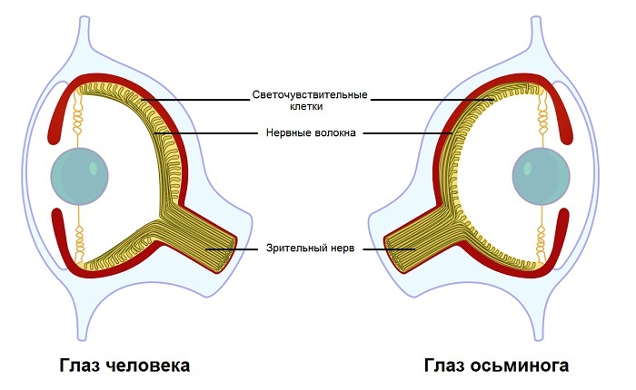 Глаз осьминога и человеческий