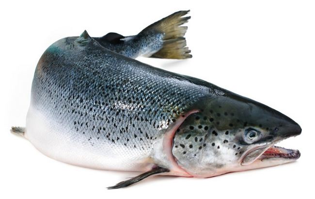 Польза рыбы жирных сортов