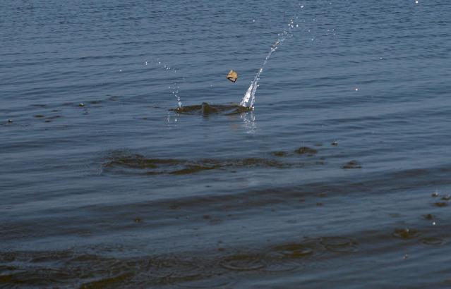 Игра в блинчики на воде