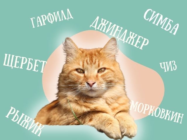Имена для котов и клички для кошек со смыслом: подборка красивых и популярных вариантов