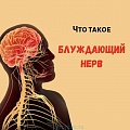 Блуждающий нерв: почему он важен и как его стимулировать, чтобы сохранить психику в порядке