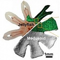 Ученые создали искусственную медузу