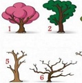 Психологический тест: Выберите дерево и получите точное описание своего характера