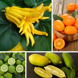 Цитрусовые плоды | Pavlovolimon