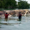 На берег Индонезии выбросило огромного морского монстра