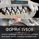Зубы тюленя-крабоеда