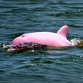 Розовый дельфин возглавляет список самых удивительных животных мира