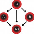 Раскрыта тайна новой, смертельно опасной группы крови