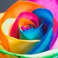 Специальный тест от психолога, который взорвёт мозг: выбери самую красивую розу