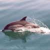 Дельфины становятся основным продуктом питания в бедных странах