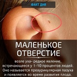 Маленькое отверстие возле уха